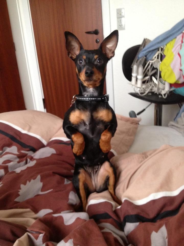 Dvaergpinscher Lady - Her sitter jeg pænt. ;) billede 4