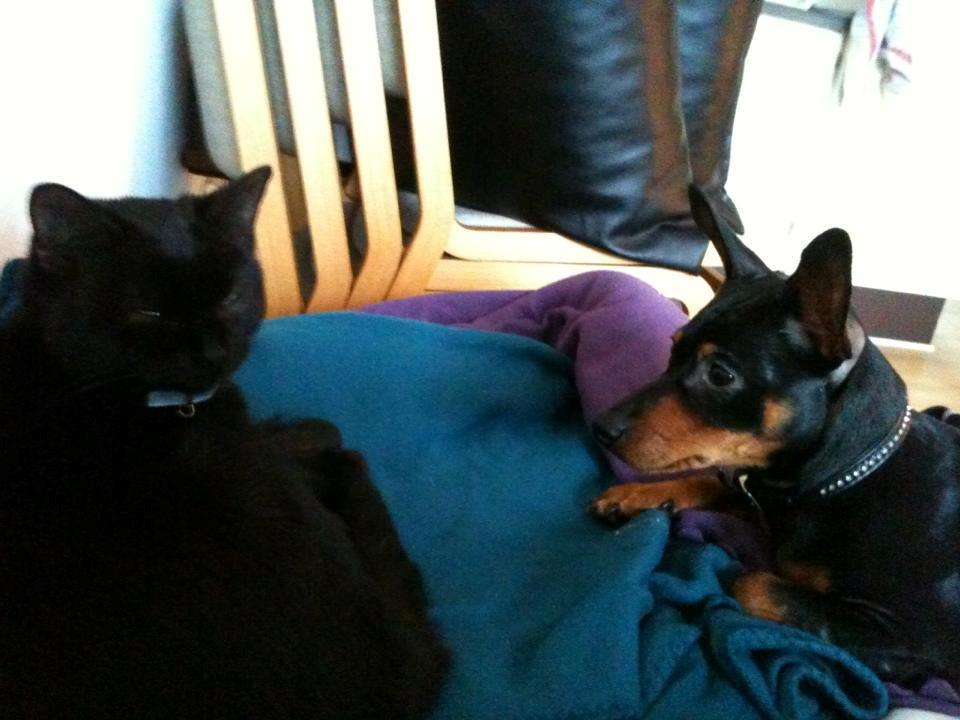 Dvaergpinscher Lady - Her er jeg ved at lære at katten Celina også gerne må ligge og putte hos min mor. billede 5