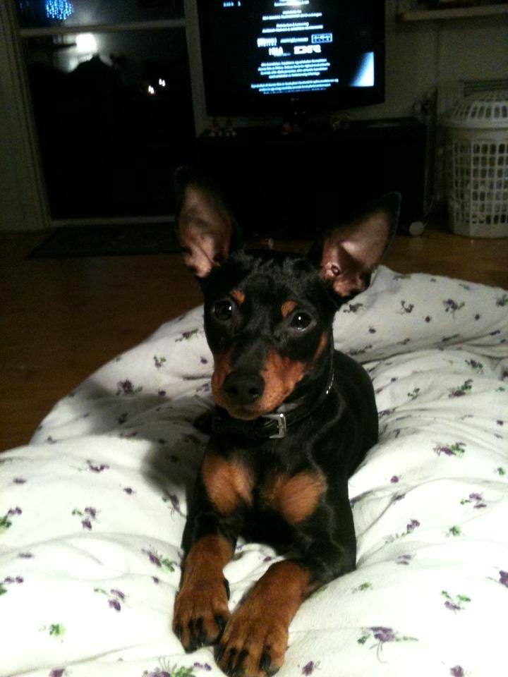 Dvaergpinscher Lady - Er jeg ikke bare sød. :-)  billede 1