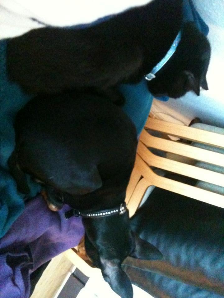 Dvaergpinscher Lady - Okay, katten er faktisk sød nok! billede 7