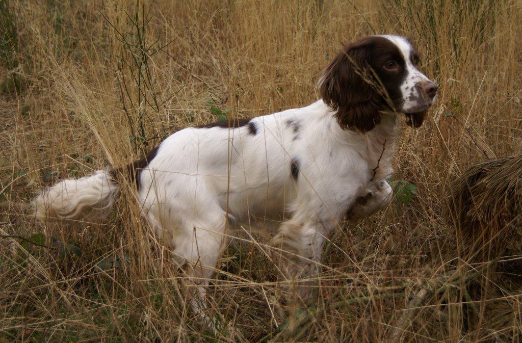 Engelsk springer spaniel White Aslan - Aslan's mor Donna billede 26