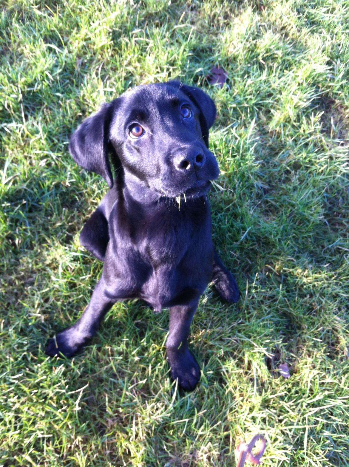 Labrador retriever Paw billede 1