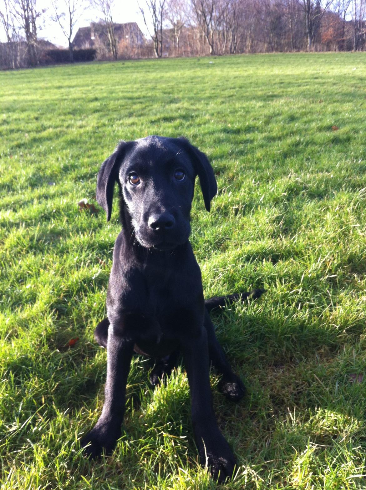 Labrador retriever Paw billede 2