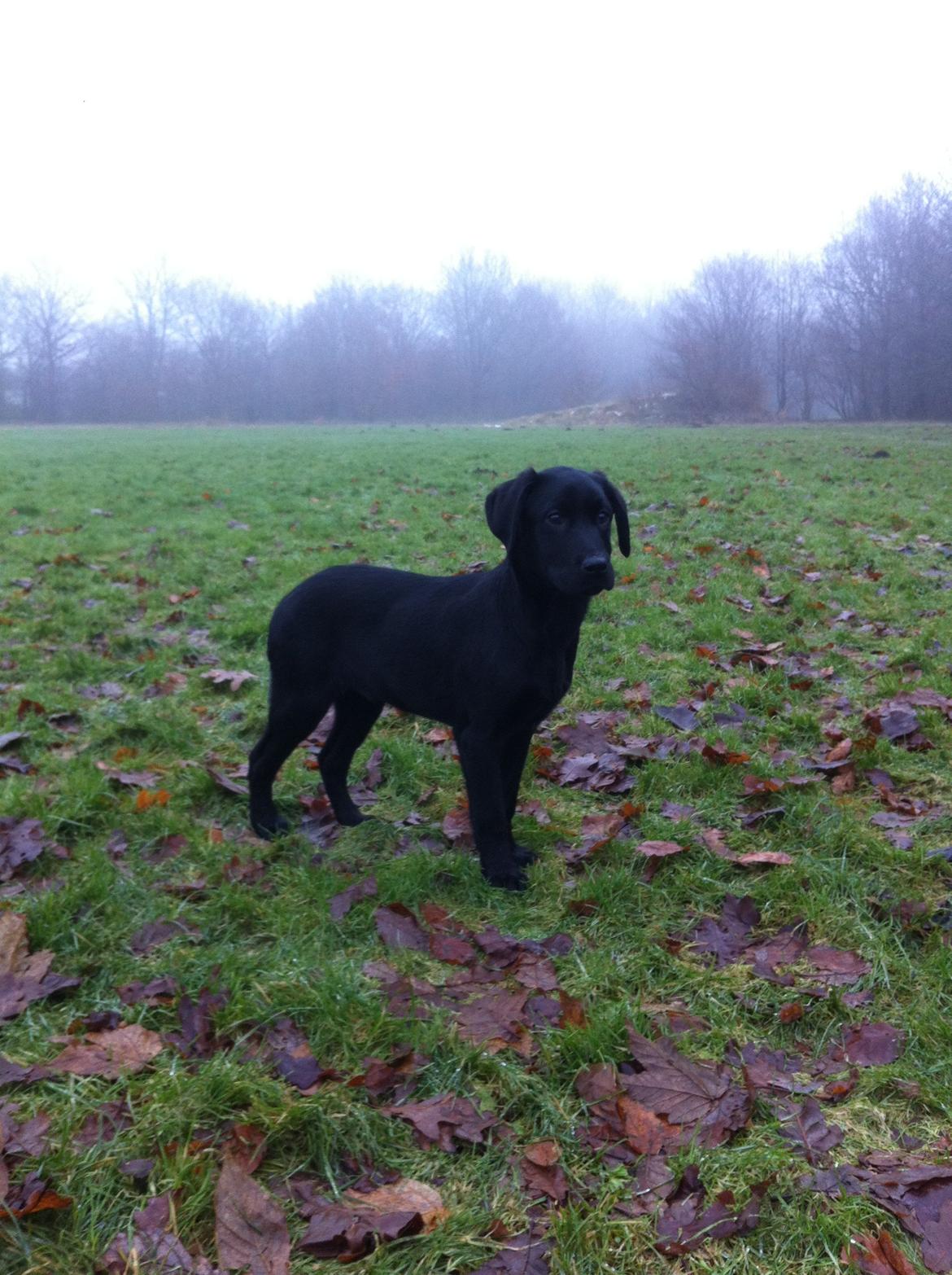 Labrador retriever Paw billede 3