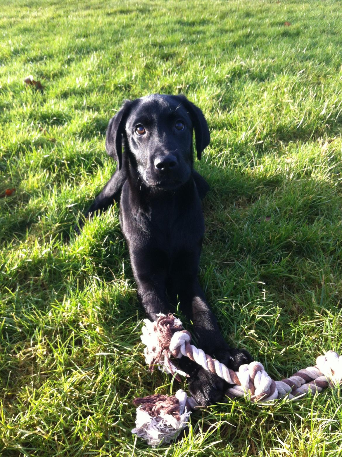 Labrador retriever Paw billede 4