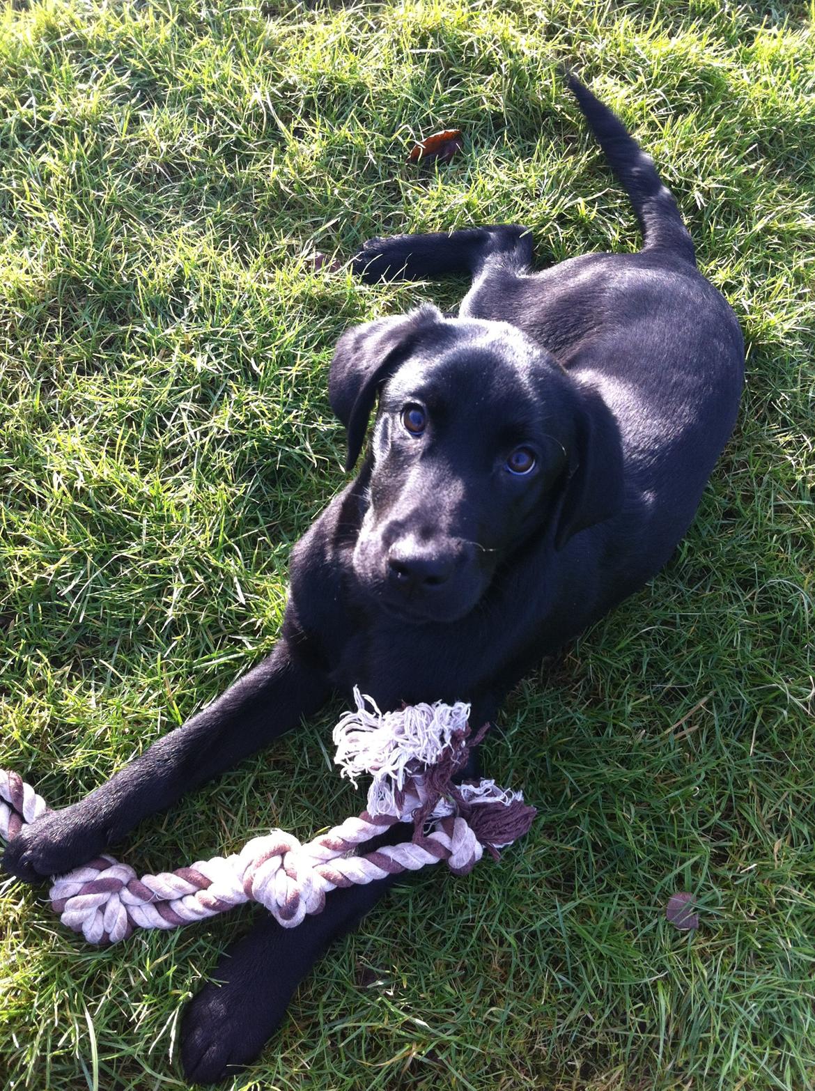 Labrador retriever Paw billede 5