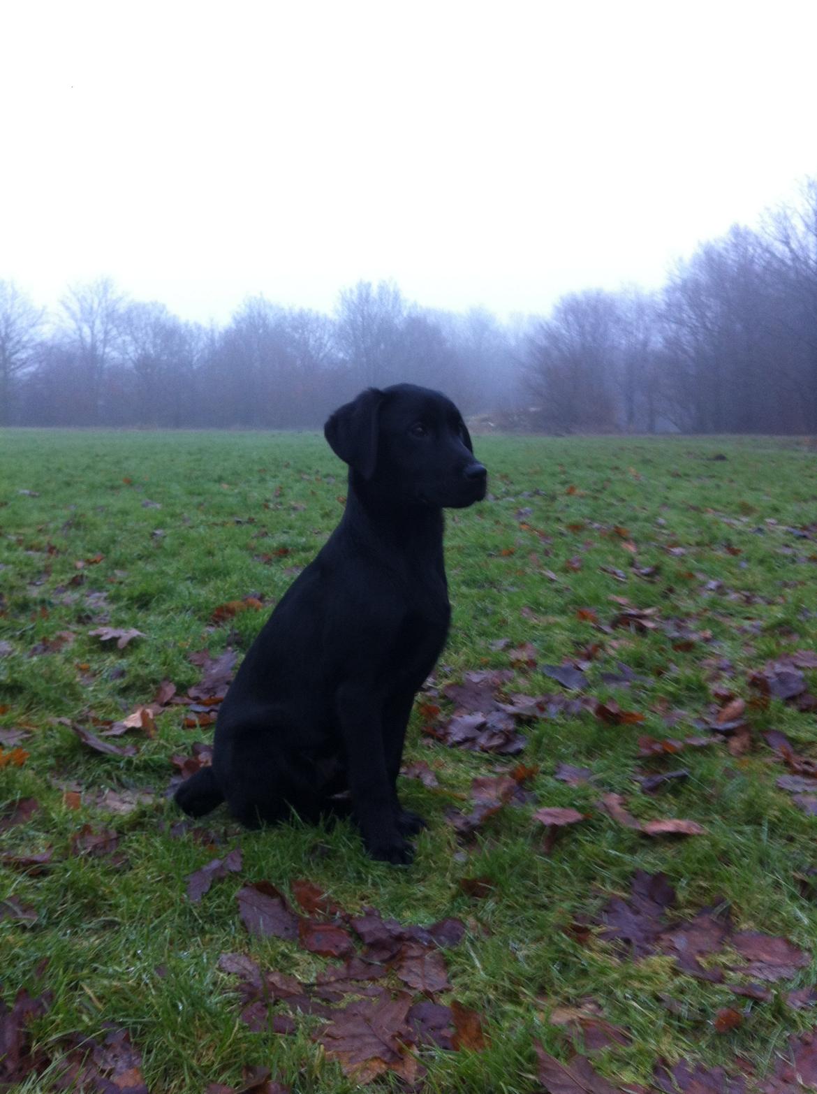 Labrador retriever Paw billede 6