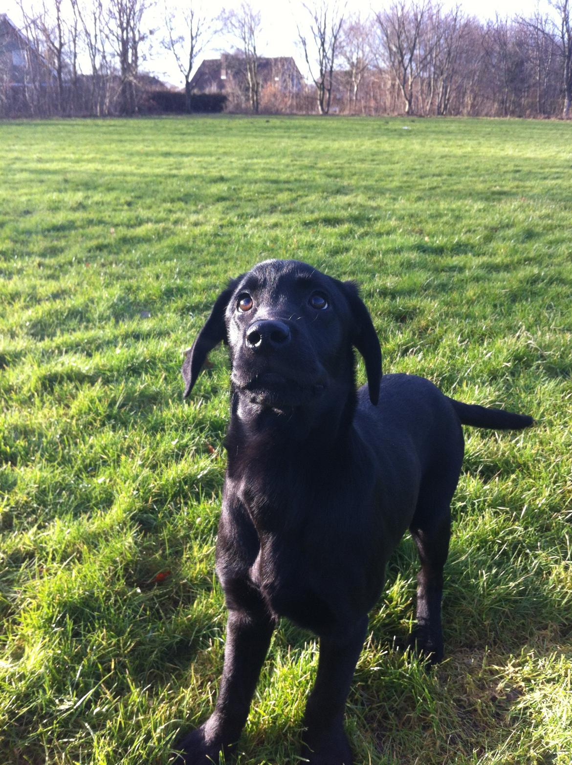 Labrador retriever Paw billede 7
