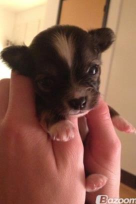 Blanding af racer Luna - luna et par uger gammel <3 billede 4