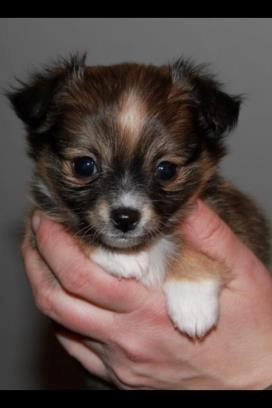 Blanding af racer Luna - velkommen til Luna's profil! billede 3