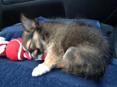 Blanding af racer Luna - ude og køre i bil hos os for 3. gang.. liille smule træt måske? <3 billede 5