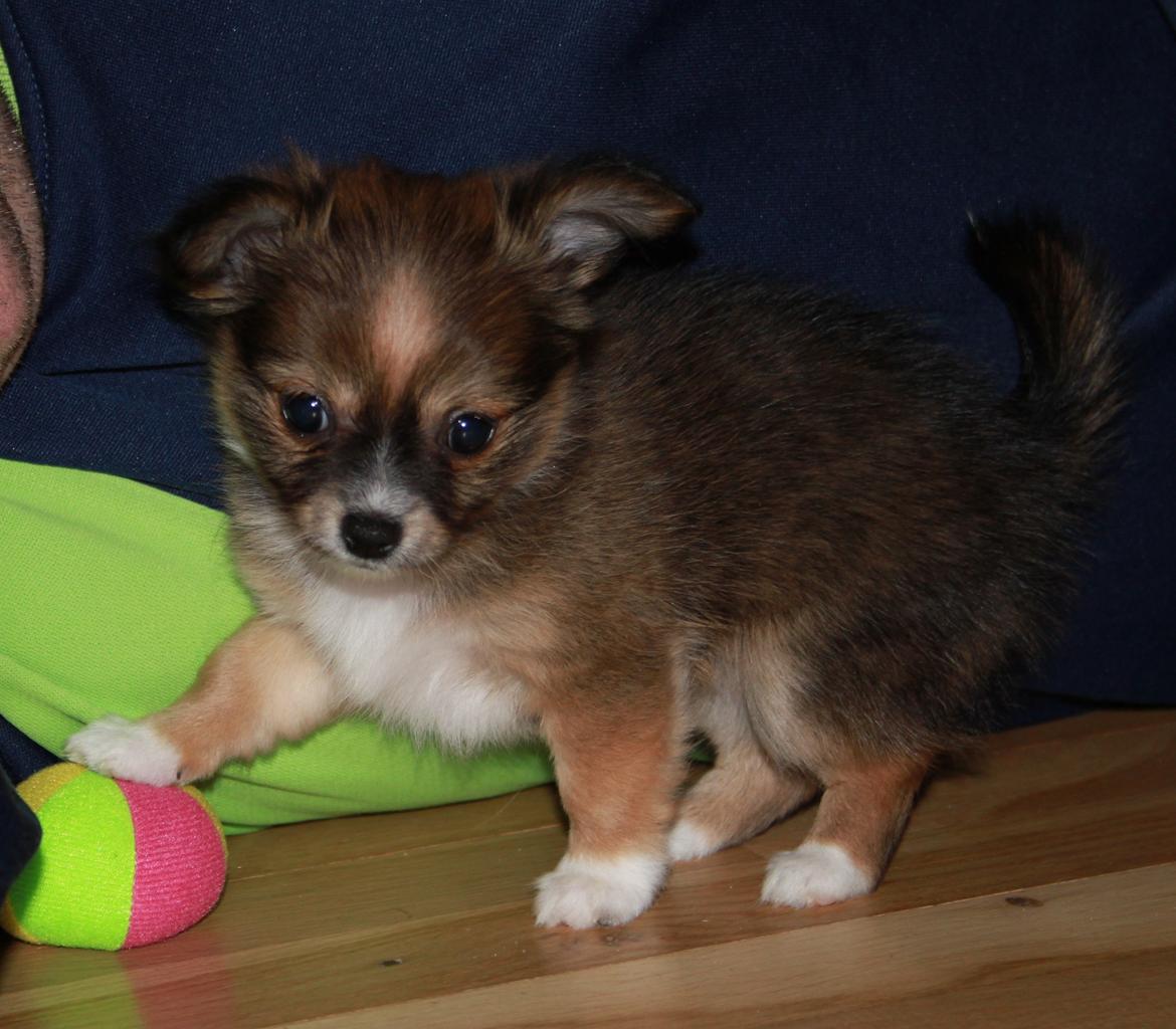 Blanding af racer Luna - første dag med Luna pigen <3 billede 6