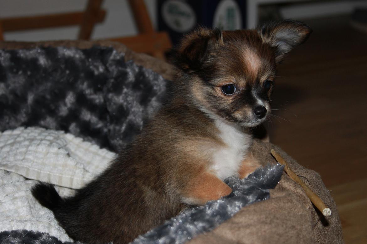 Blanding af racer Luna billede 7