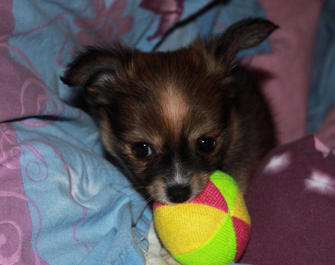 Blanding af racer Luna billede 9