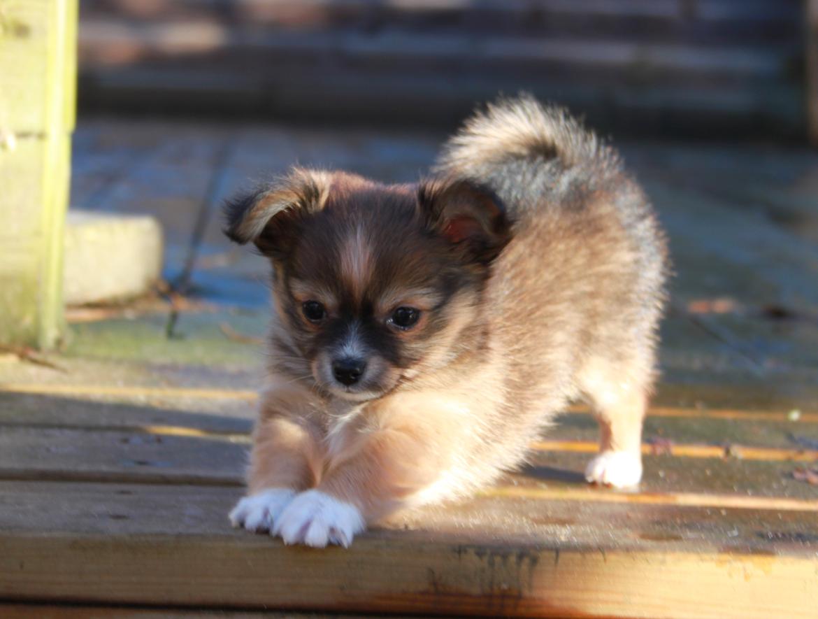 Blanding af racer Luna - det er altså dejligt med frisk luft <3 billede 10