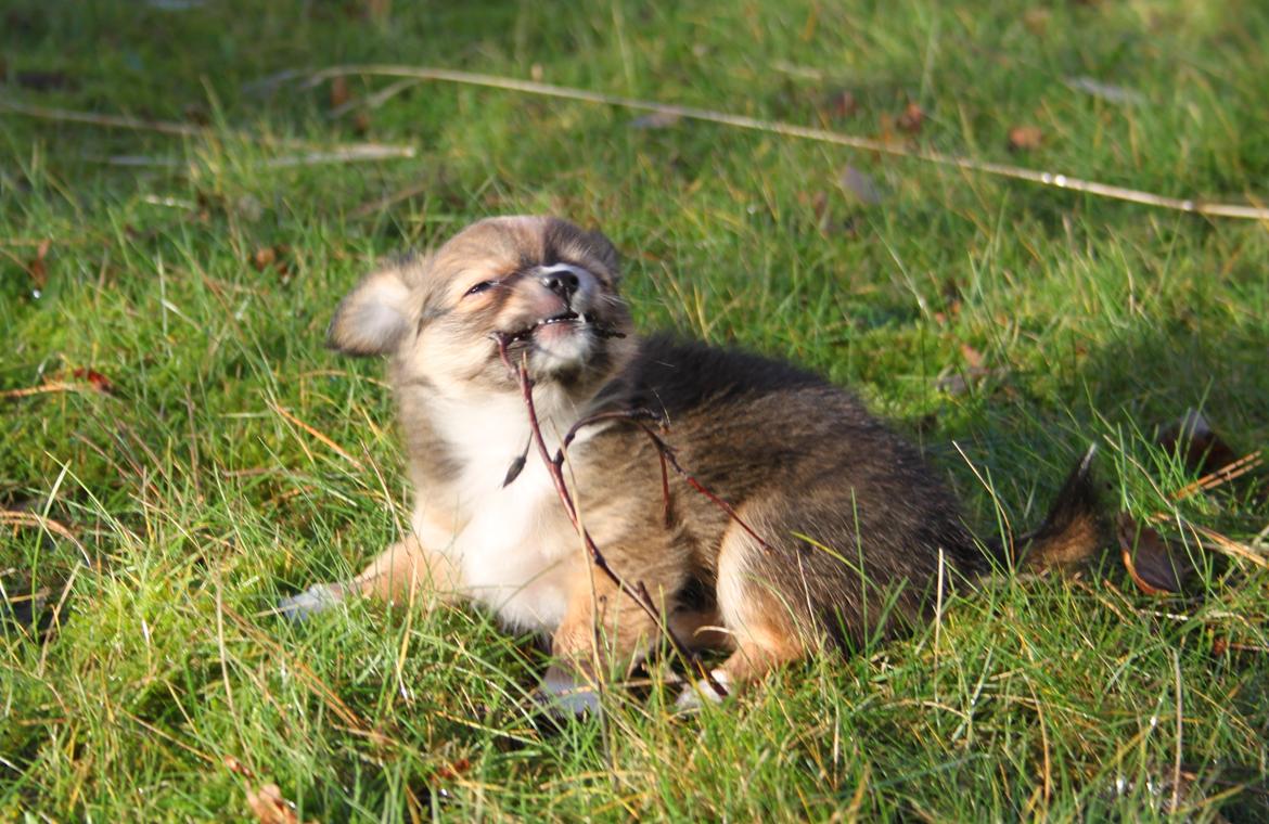 Blanding af racer Luna - gumle gumle <3 billede 11