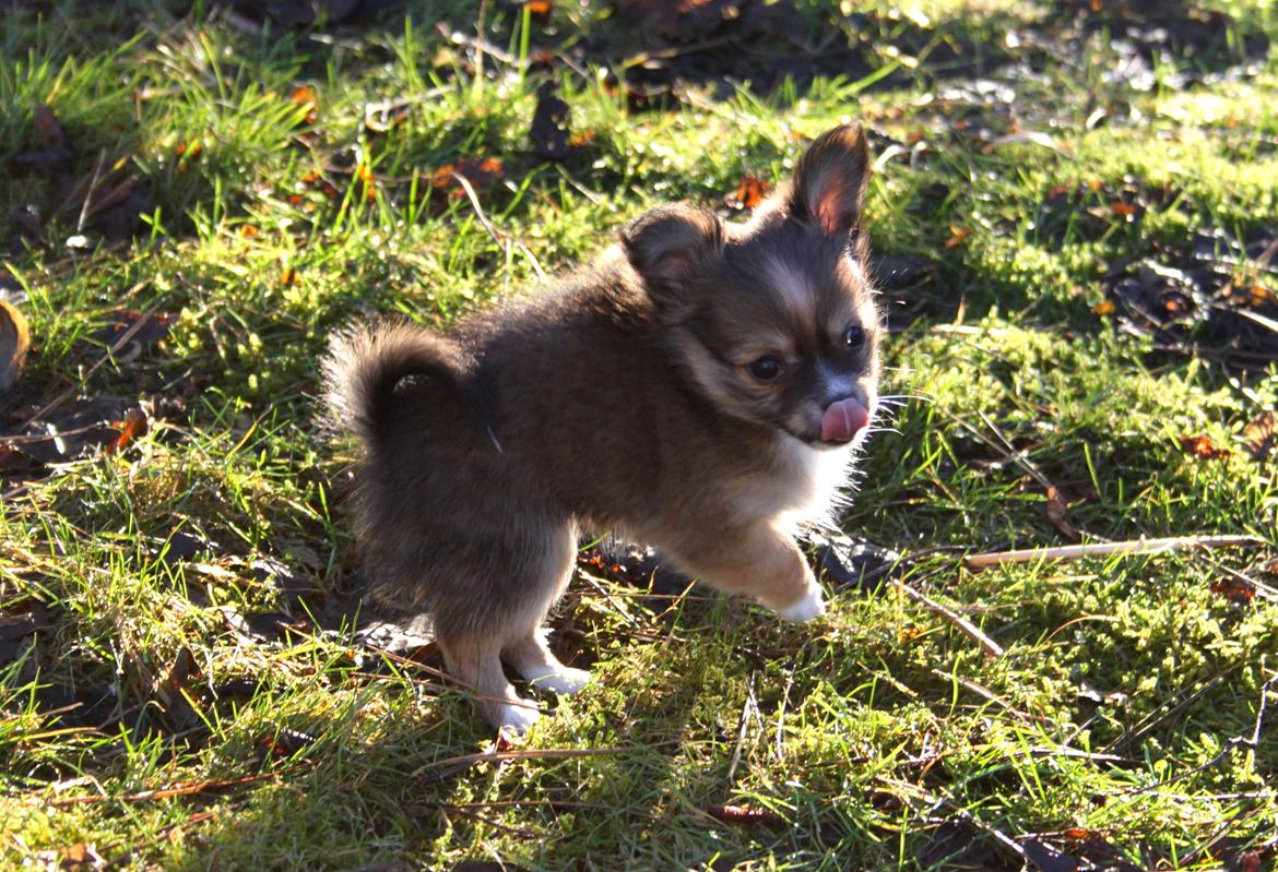 Blanding af racer Luna billede 12