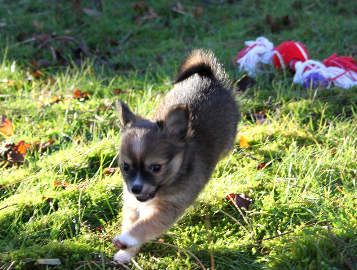 Blanding af racer Luna - luna elsker at være i haven :* billede 13