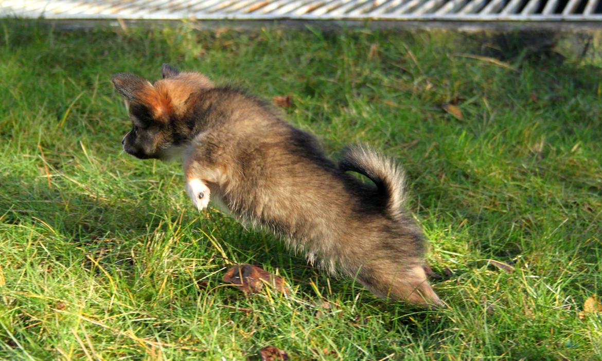 Blanding af racer Luna billede 15