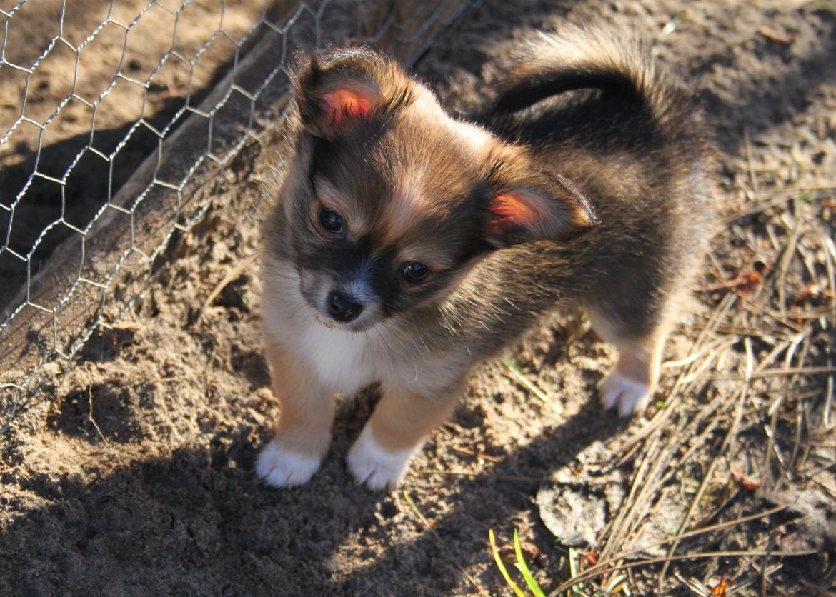 Blanding af racer Luna billede 16