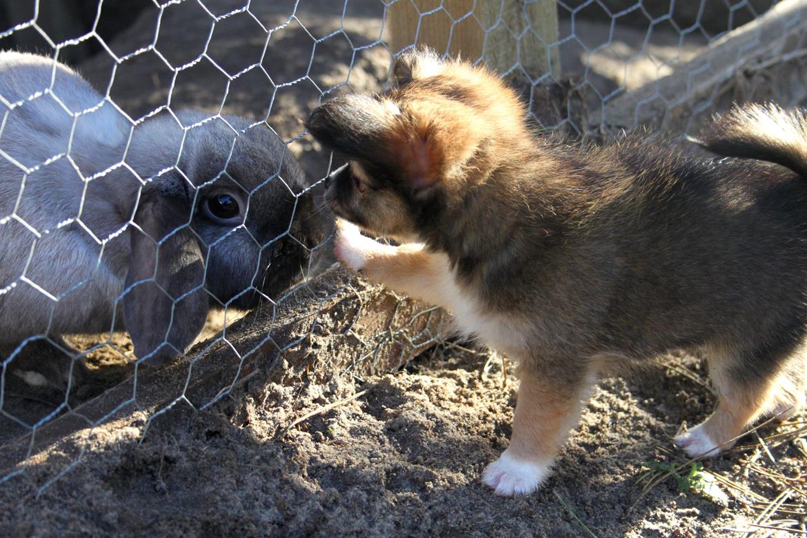 Blanding af racer Luna - Luna og Sassi er allerede blevet gode venner billede 19