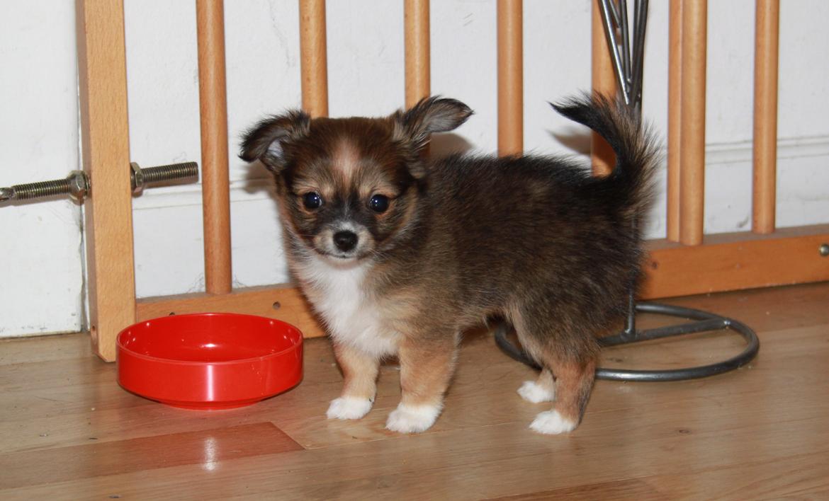 Blanding af racer Luna billede 21