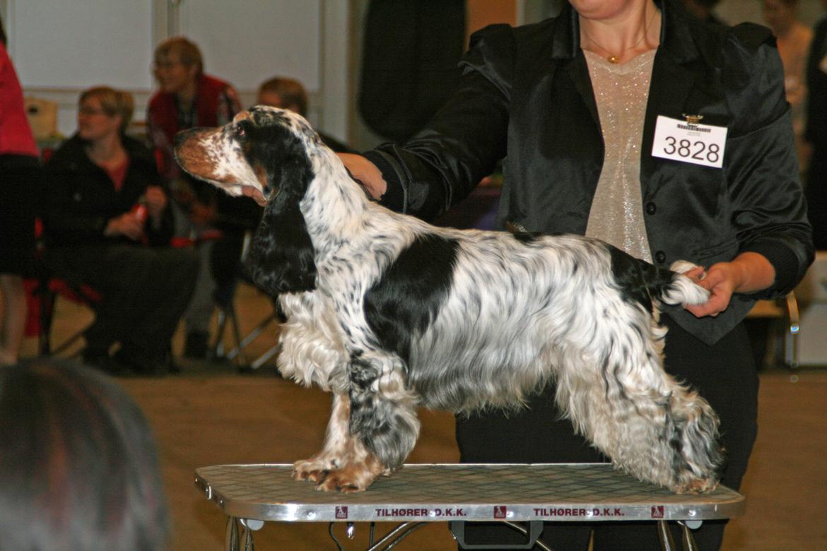 Cocker spaniel Cockerpets Cute Fuzzy (Balú) billede 19