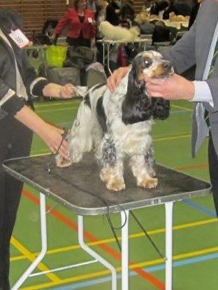 Cocker spaniel Cockerpets Cute Fuzzy (Balú) billede 20