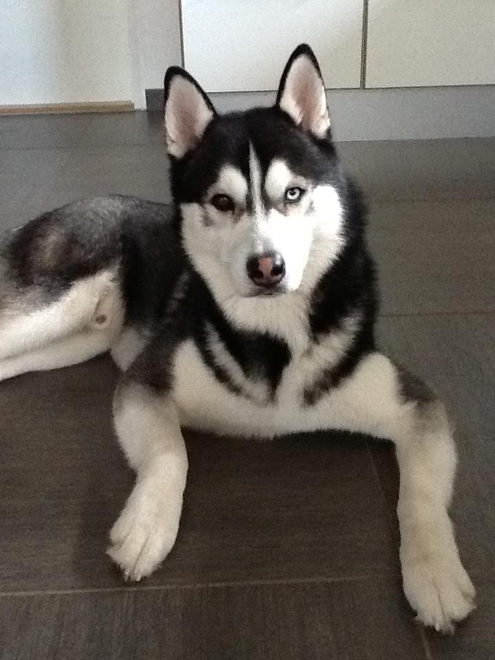 Siberian husky Samson '' Don Bamson '' billede 8