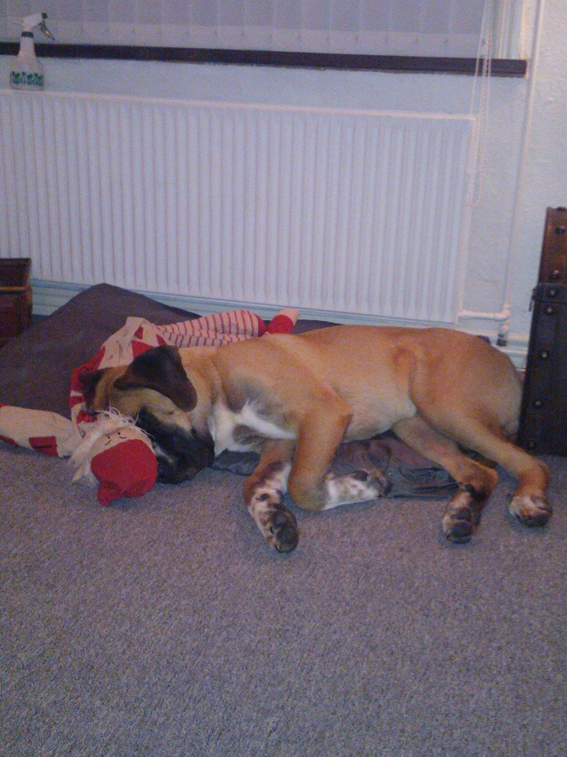 Blanding af racer Leon billede 12