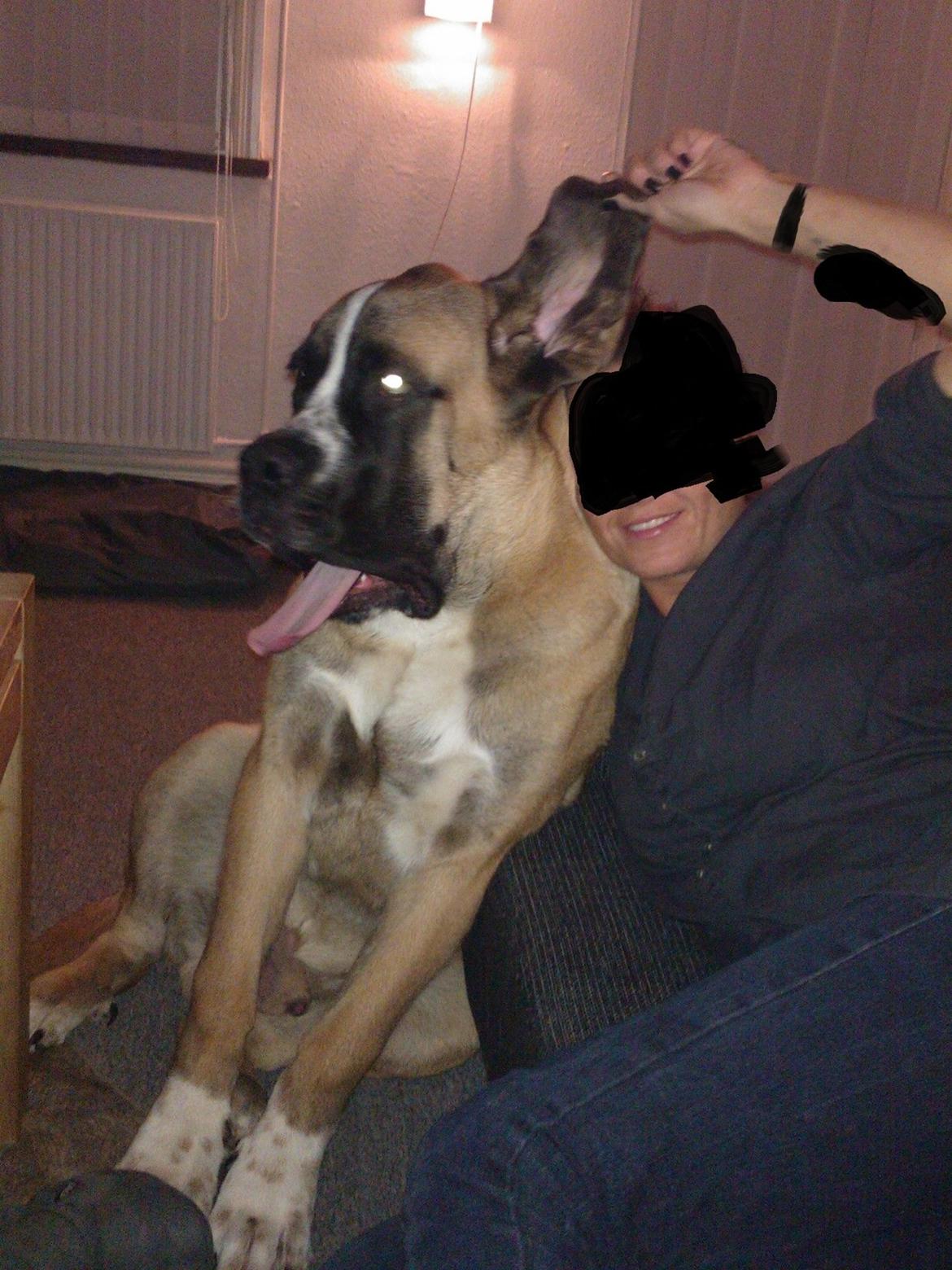 Blanding af racer Leon billede 13