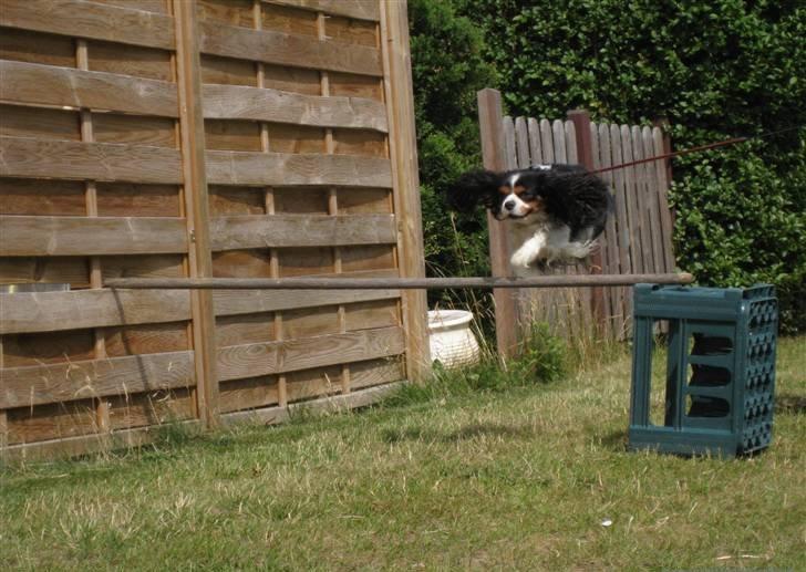 Cavalier king charles spaniel Birkedals Charlie <3 *SOULMATE* - Min lille skat der springer, inden hans hjerte blev dårligt <3 billede 3