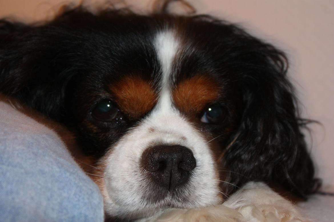 Cavalier king charles spaniel Birkedals Charlie <3 *SOULMATE* billede 4