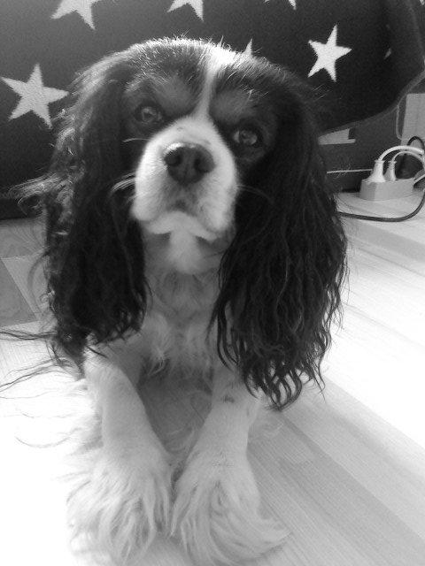Cavalier king charles spaniel Birkedals Charlie <3 *SOULMATE* billede 6