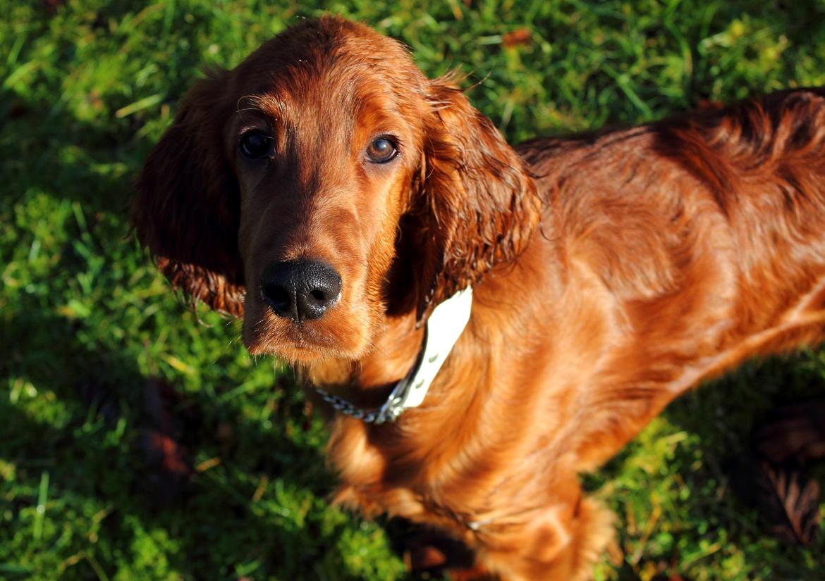 Irsk setter Cody R.F.S (run free sweetheart)  billede 14