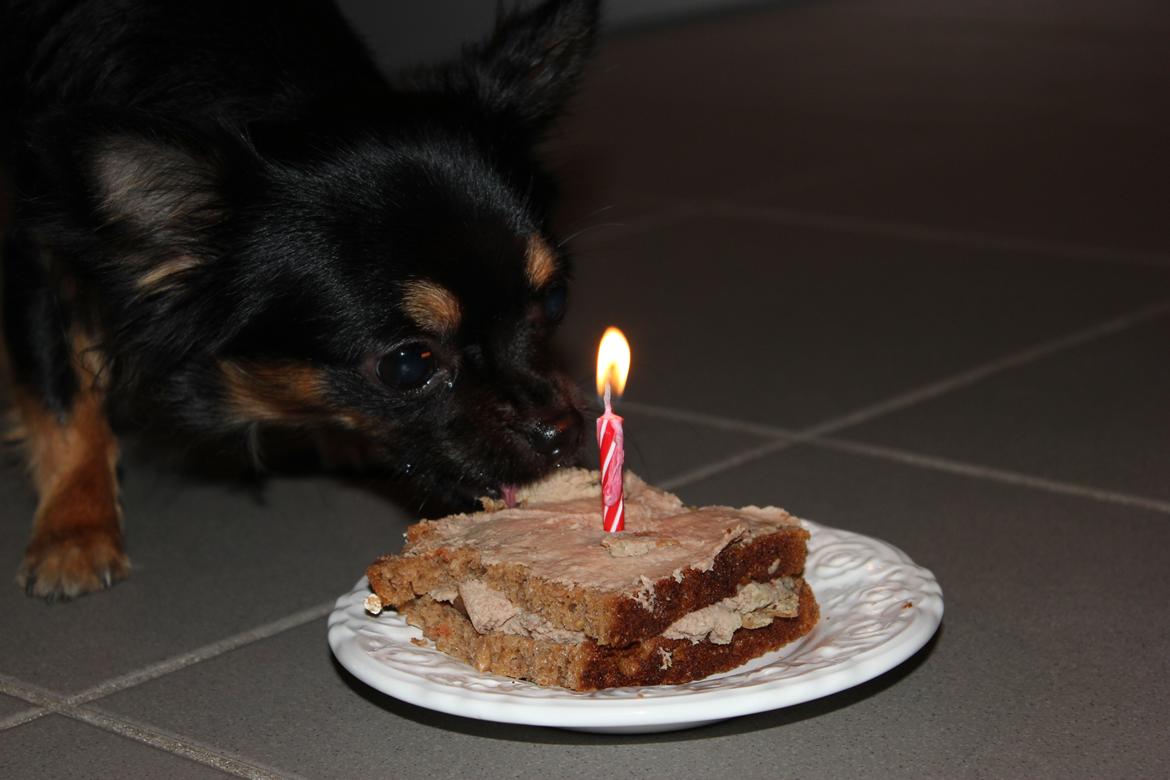 Chihuahua Pablo - så blev min lille mand 1 år :-) billede 12