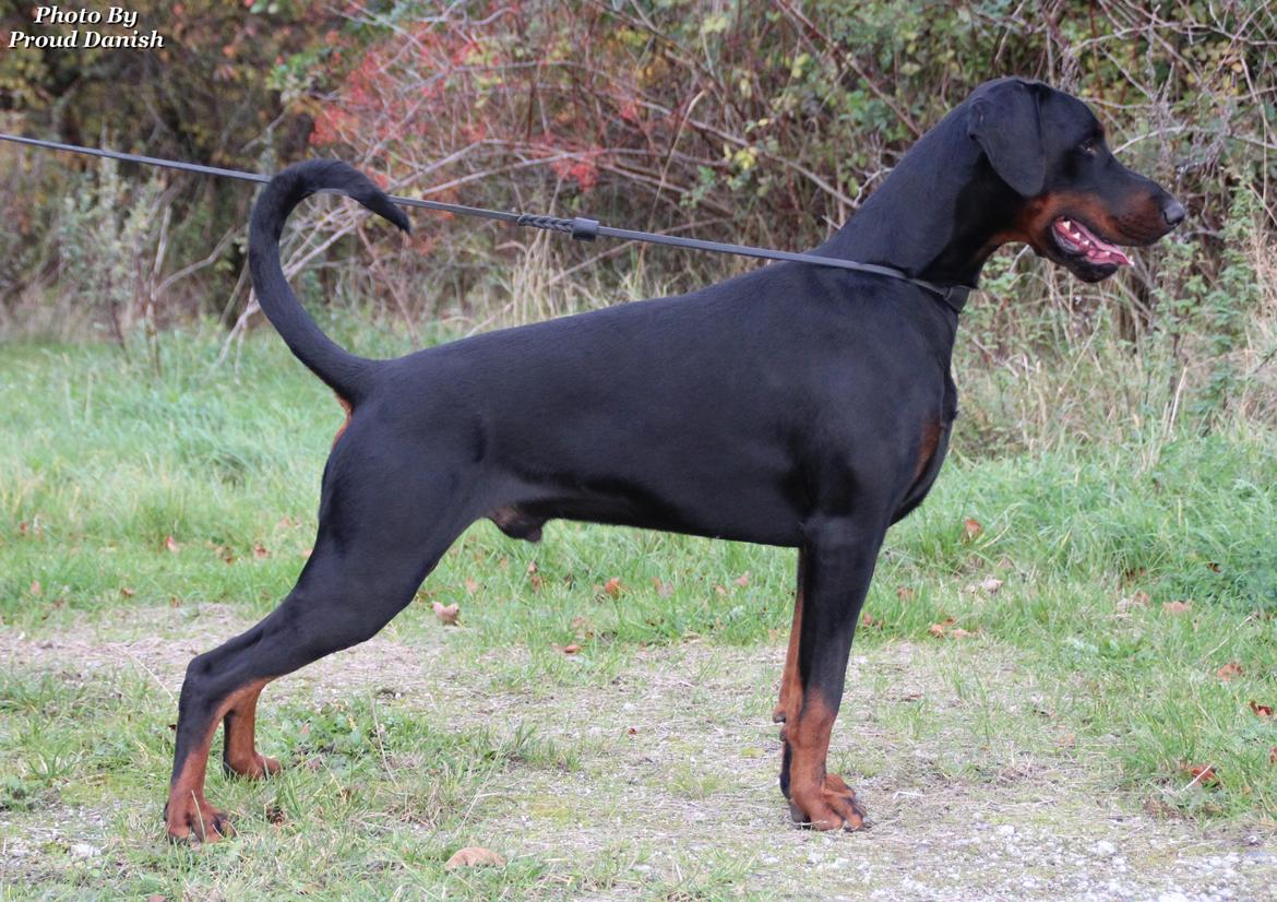 Dobermann Qui Terret Absinthe billede 3