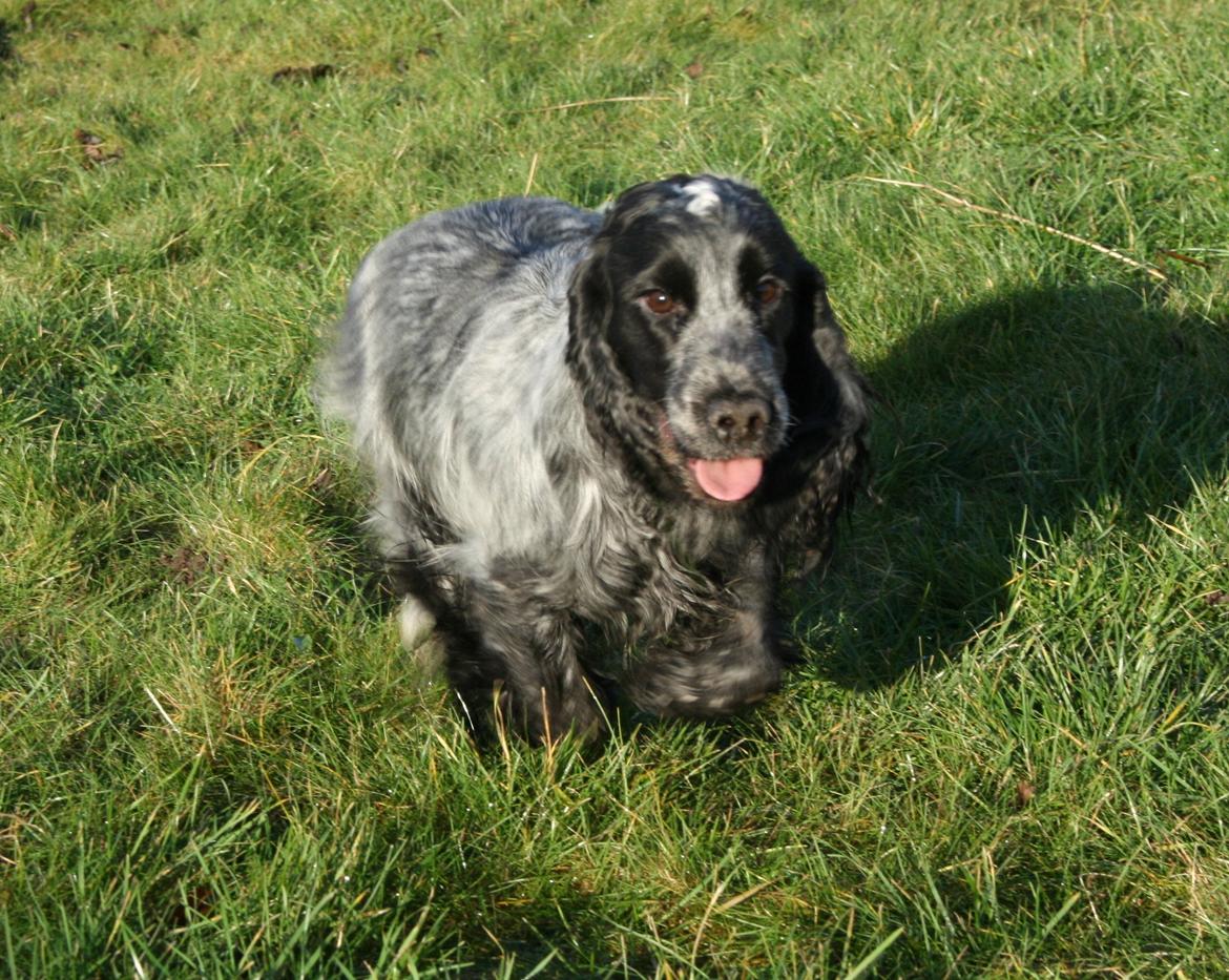 Cocker spaniel Diana - himmelhund - Diana 2 år - 2 januar 2013 billede 13