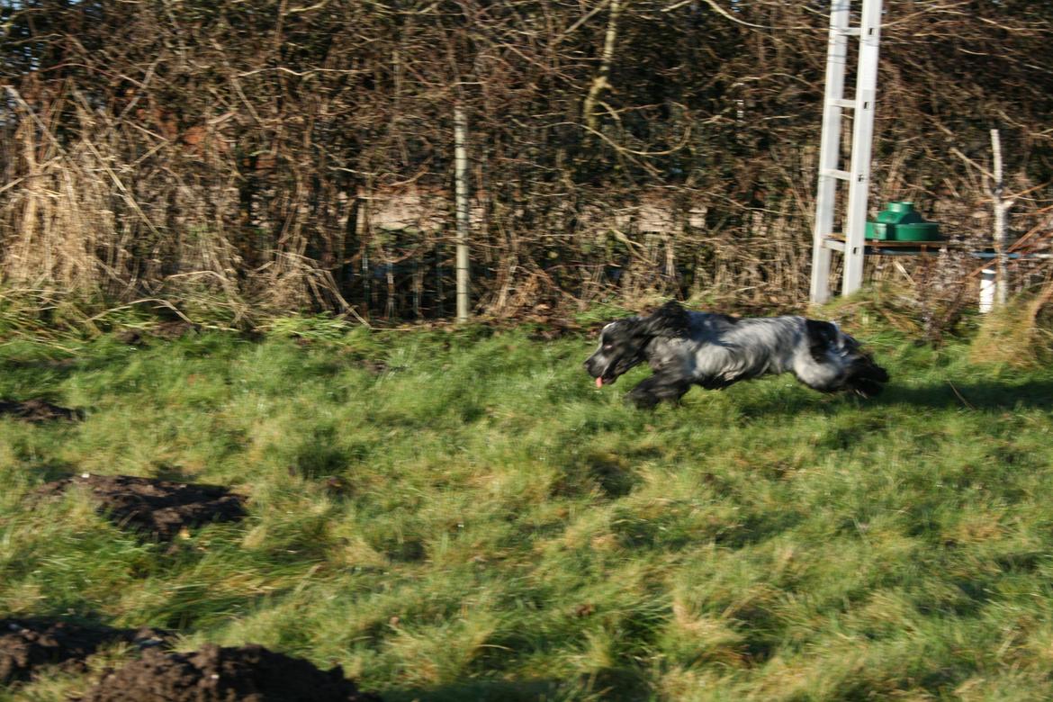 Cocker spaniel Diana - himmelhund - Diana 2 år - 2. januar 2013..fart over feltet billede 14