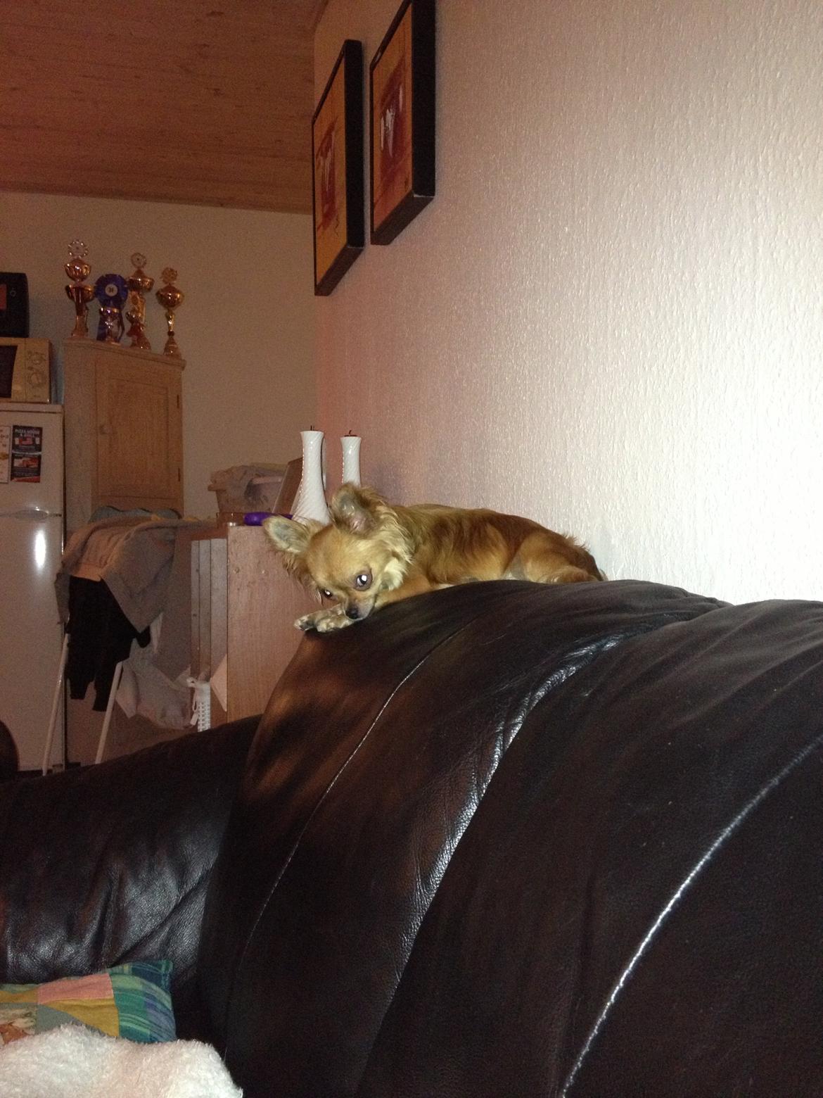 Chihuahua Cloe billede 2