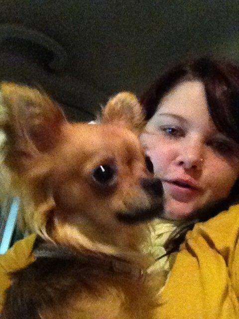 Chihuahua Cloe billede 3