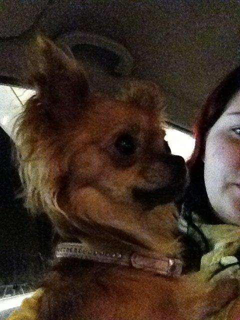 Chihuahua Cloe billede 4