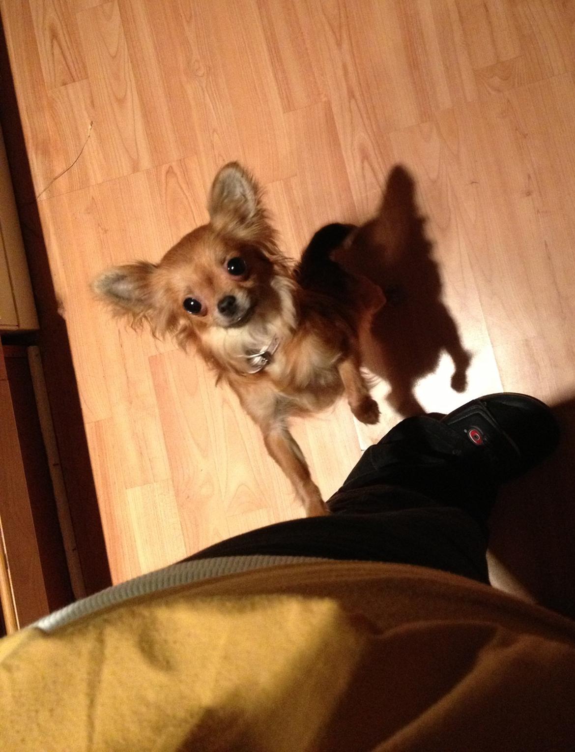 Chihuahua Cloe - Velkommen til .. 
 billede 1