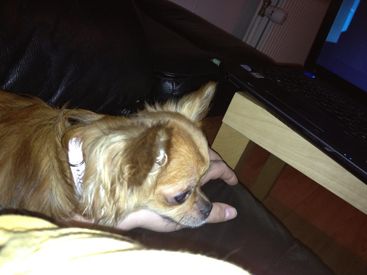 Chihuahua Cloe billede 5