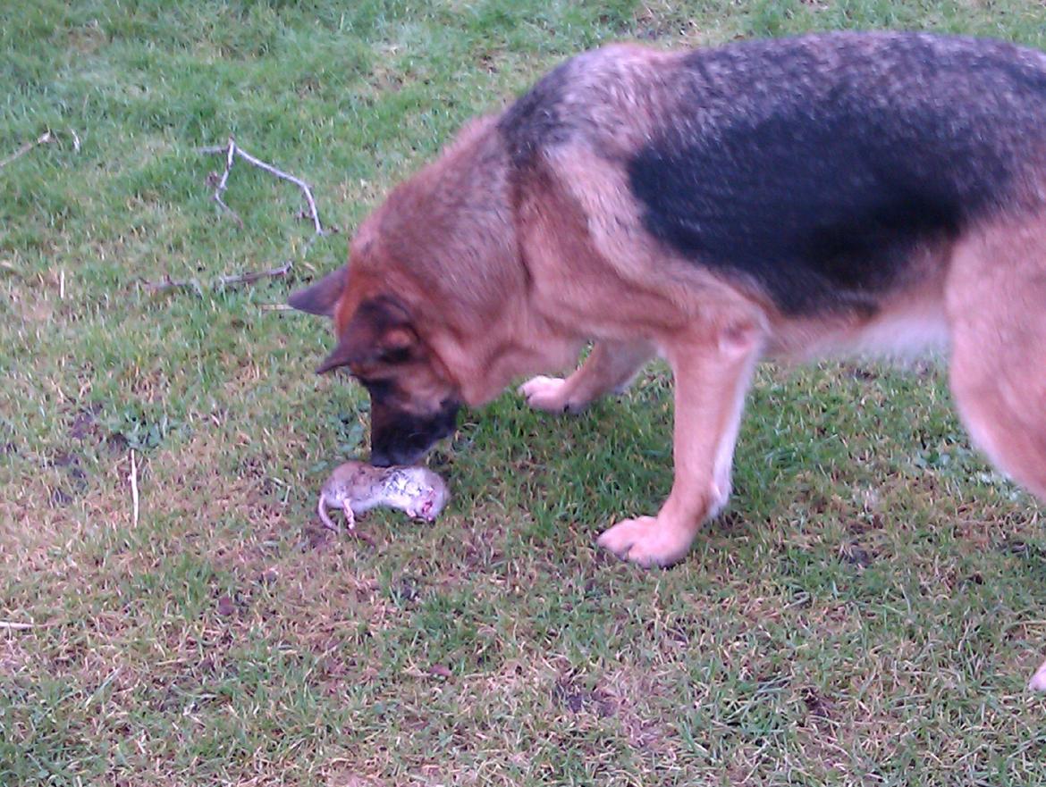 Schæferhund Team Paka´s First Fancy - Se jeg har fanget en rotte. billede 11