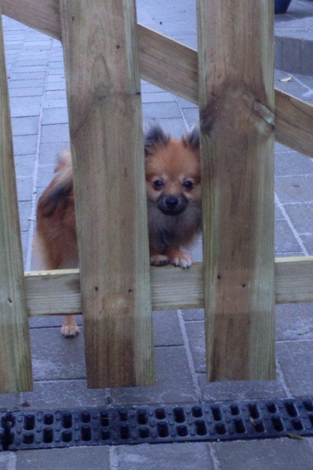 Pomeranian Gizmo billede 8