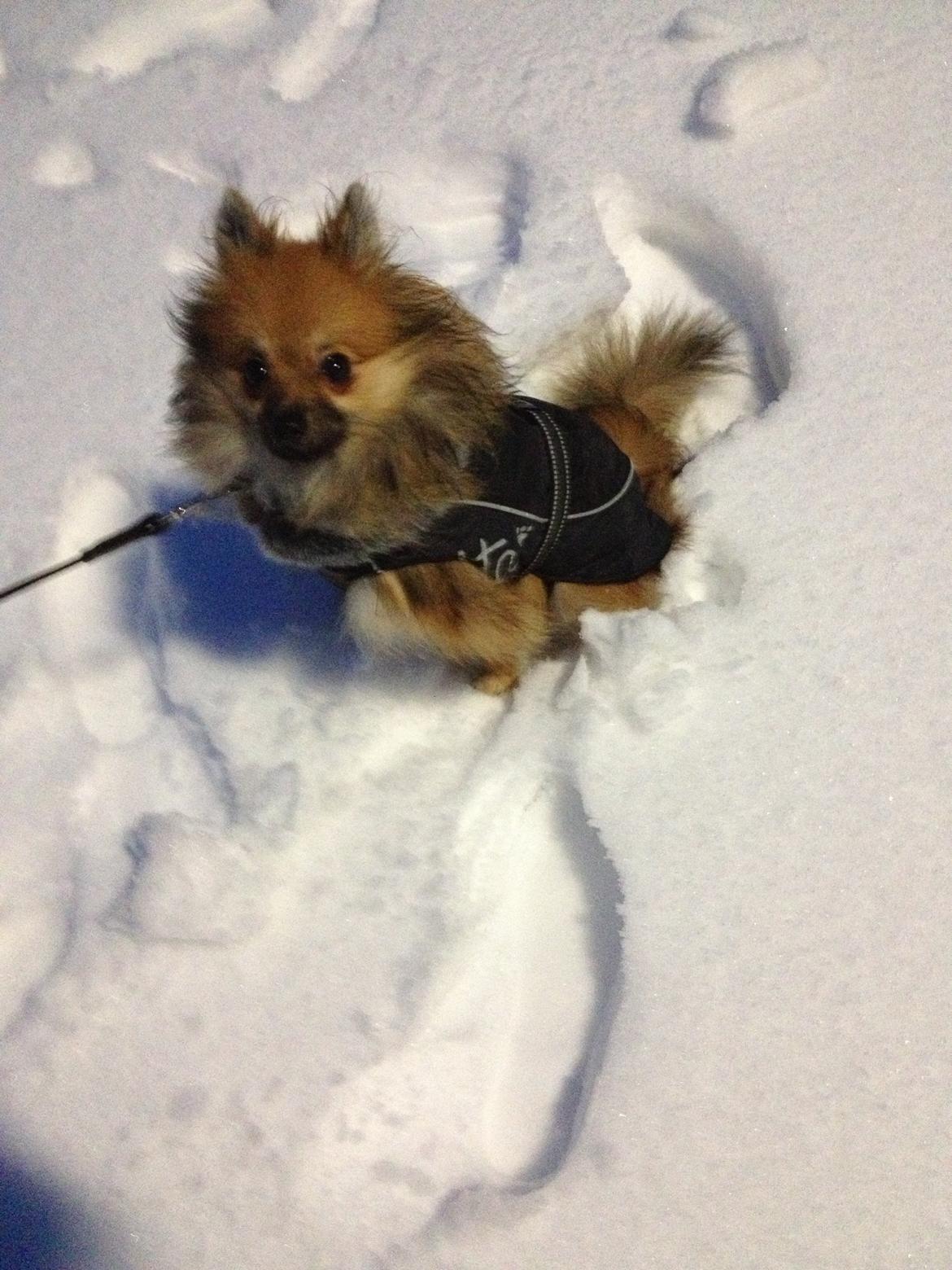 Pomeranian Gizmo billede 9