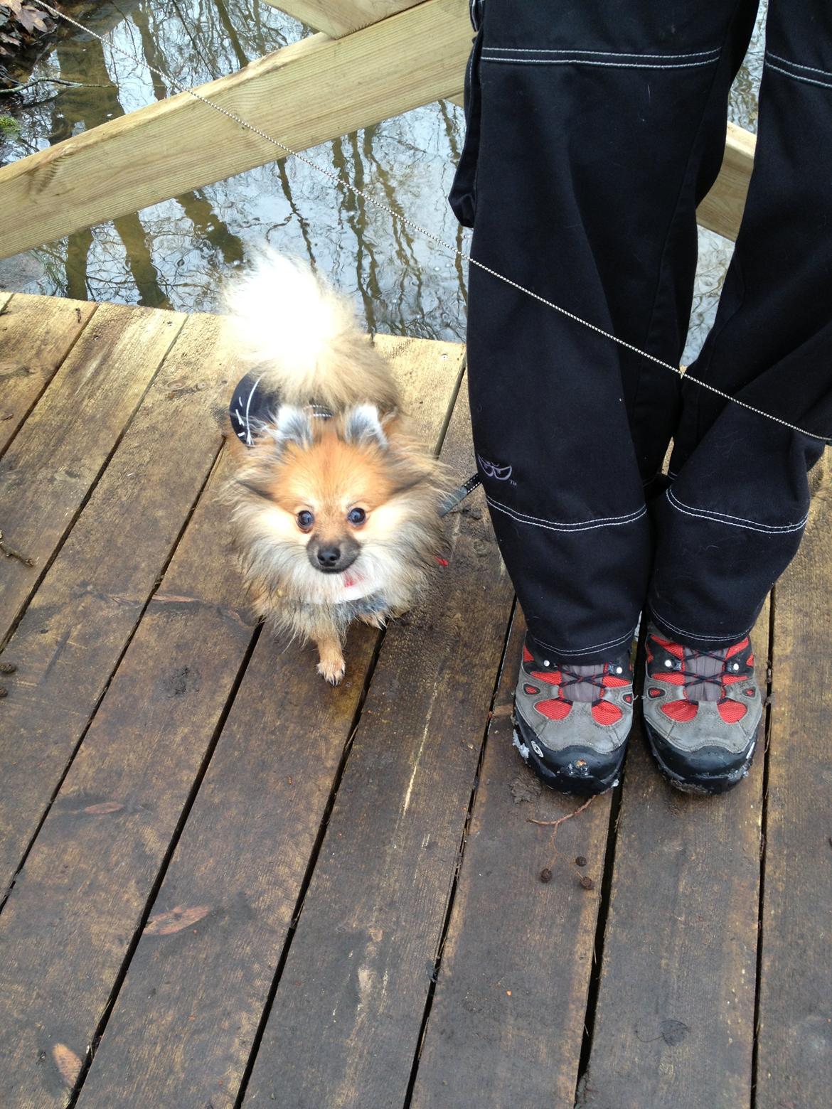 Pomeranian Gizmo billede 10