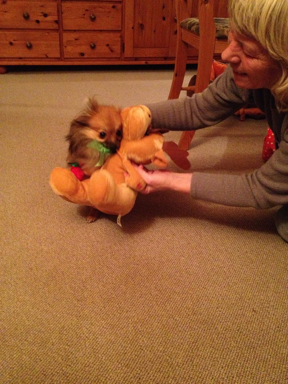 Pomeranian Gizmo billede 11