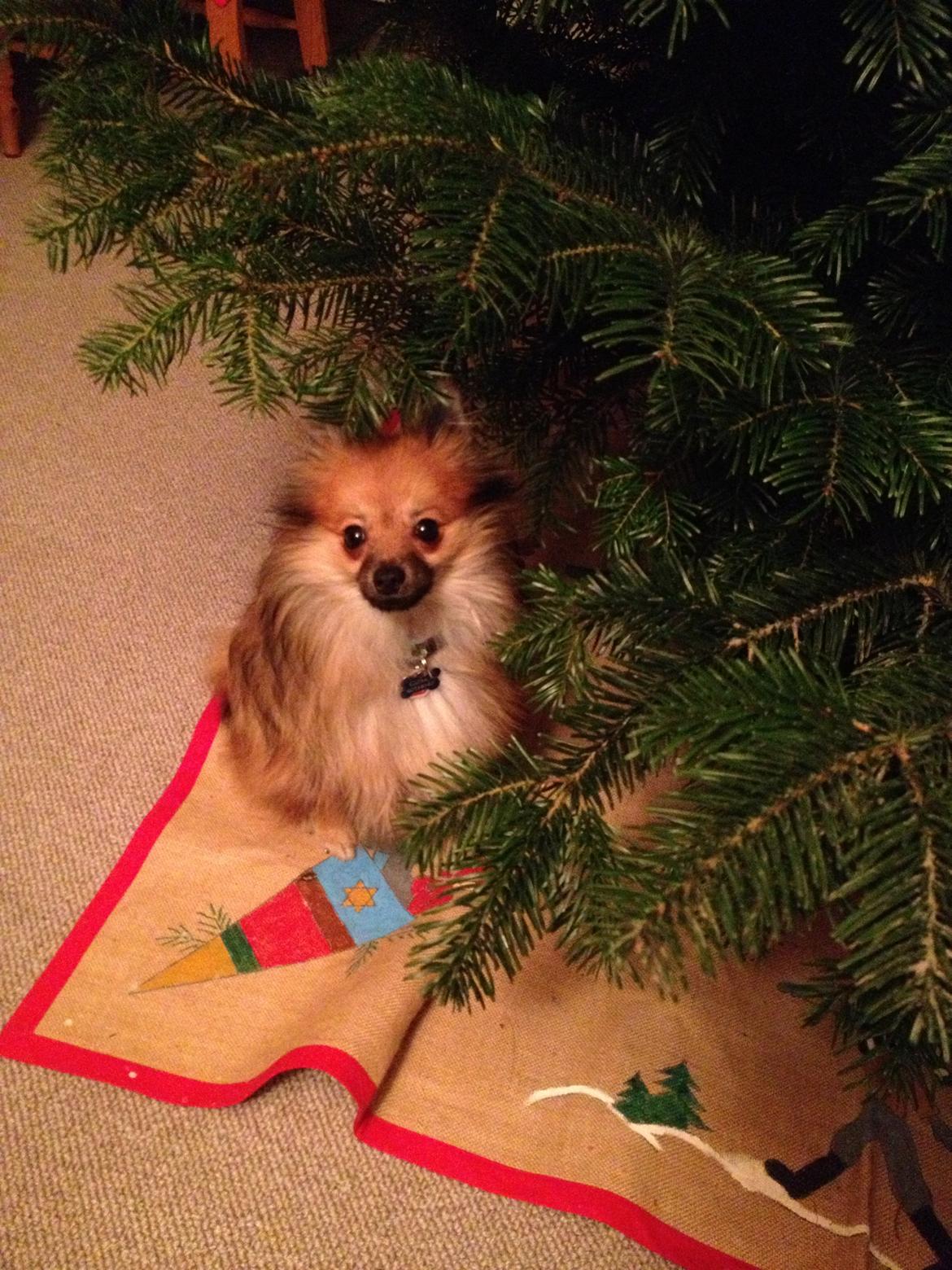 Pomeranian Gizmo billede 12